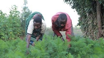 Foreign Aid for Rwanda, Suffering for Rwandans and Congolese